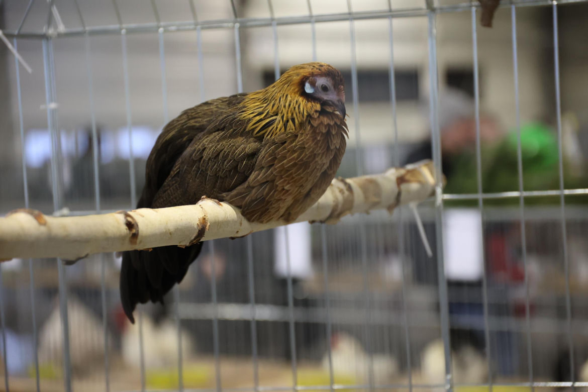 Zoopark 2024 w Lublinie. Można podziwiać wiele gatunków zwierząt