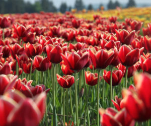 Tulipany na polach w Chrzypsku Wielkim