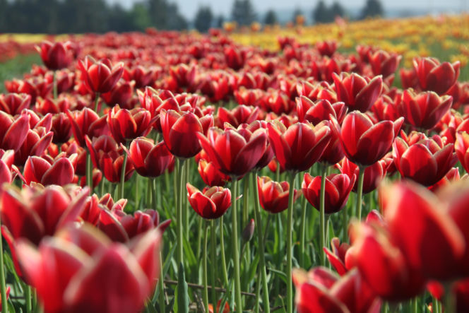 Tulipany na polach w Chrzypsku Wielkim