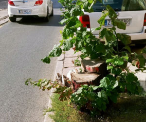 Wycięte drzewa w centrum Szczecina nagle odżyły