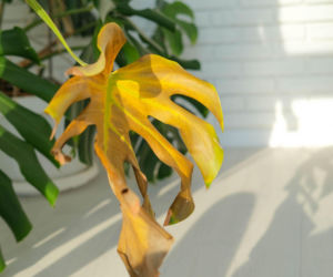 Żółte liście monstery