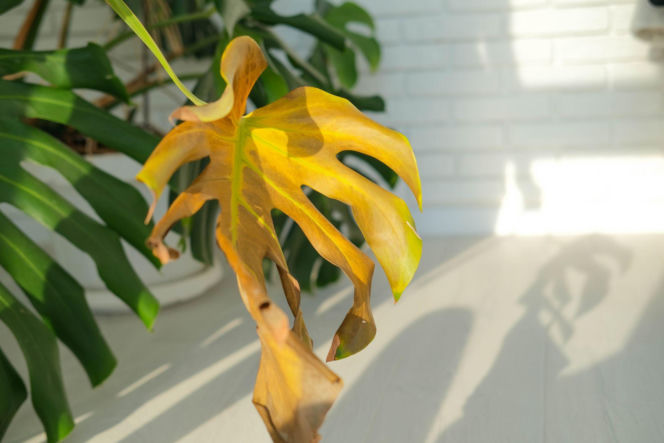 Dlaczego jeszcze liście monstery żółkną? 