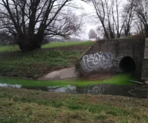 Zielone ścieki w Potoku Służewieckim