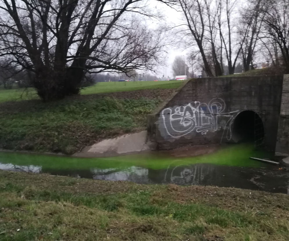 Zielone ścieki w Potoku Służewieckim