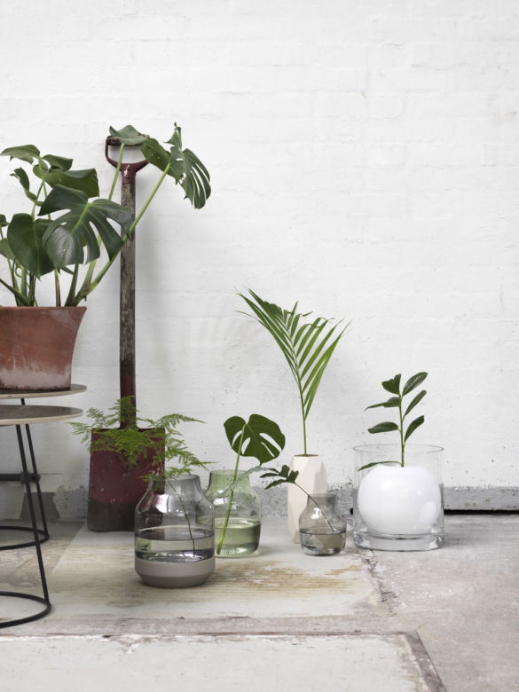 Monstera we wnętrzach