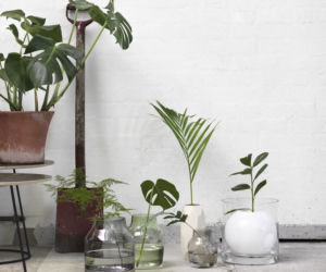 Monstera we wnętrzach
