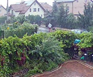 Złodziej w czerwonych spodniach ukradł kucyka