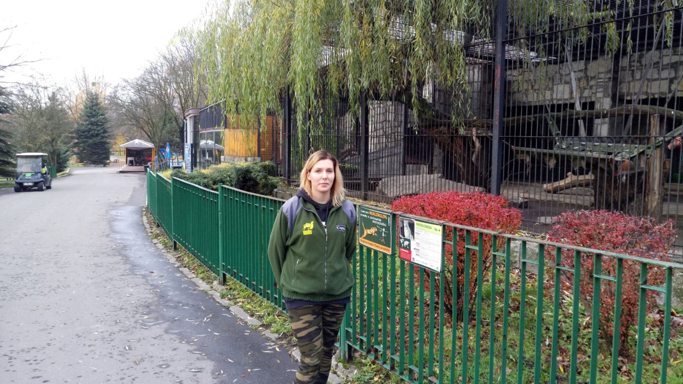 Pracownicy śląskiego ZOO chcą ratować pantery śnieżne