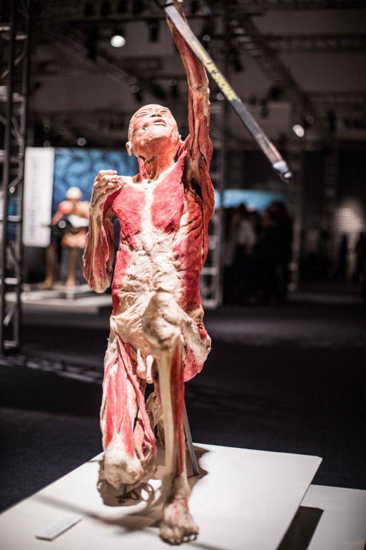 Bodies Revealed