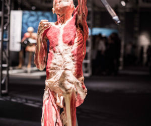 Bodies Revealed