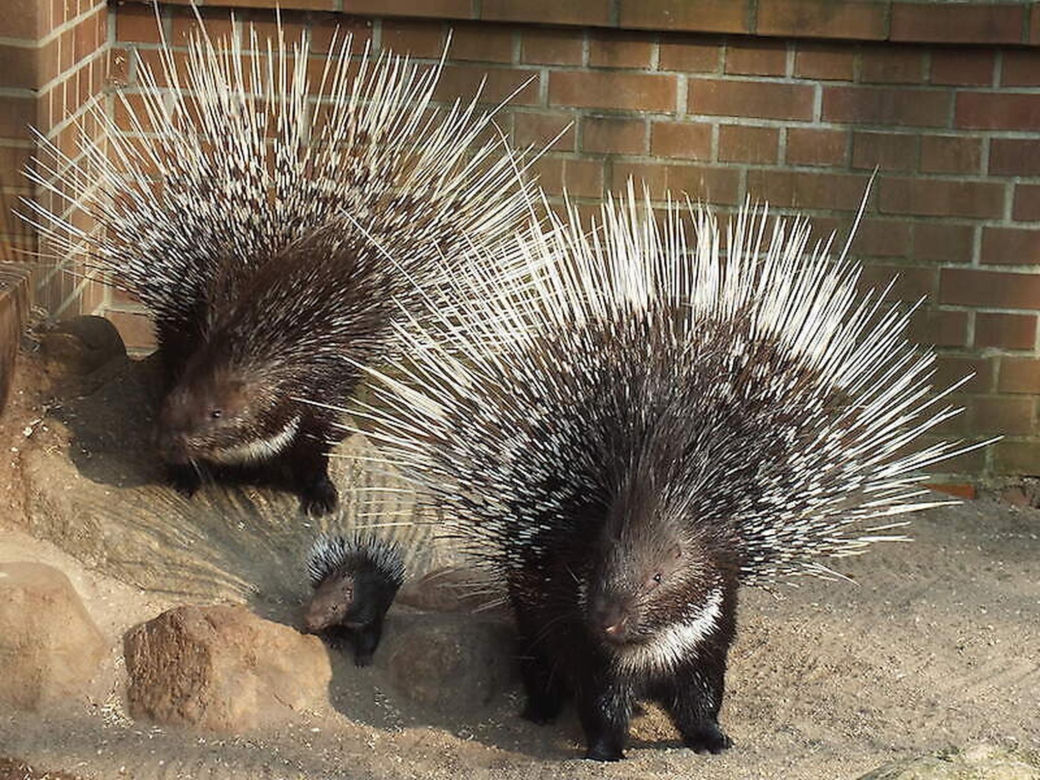 Tierpark Cottbus