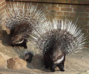 Tierpark Cottbus