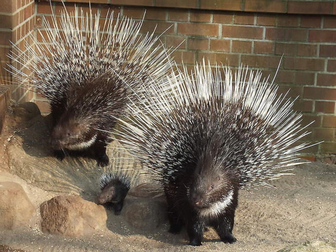 Tierpark Cottbus