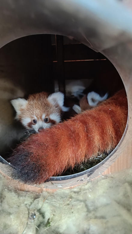 Powitajmy dwóch nowych mieszkańców toruńskiego ogrodu zoobotanicznego!