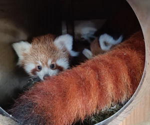 Powitajmy dwóch nowych mieszkańców toruńskiego ogrodu zoobotanicznego!