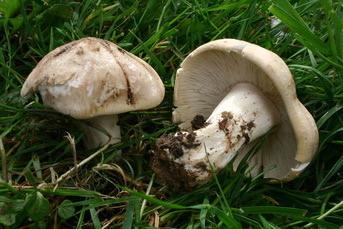 Gęśnica wiosenna