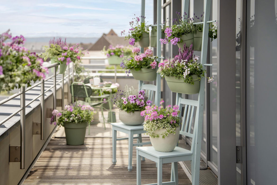 Pelargonia na balkonie