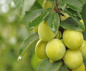 Śliwa