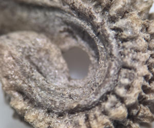 Nasiona z Maciejowa po locie w kosmos