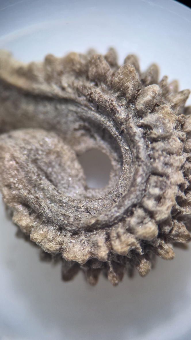 Nasiona z Maciejowa po locie w kosmos