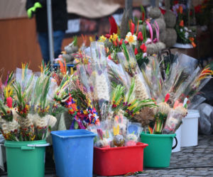 35 metrów i 80 centymetrów liczy palma, która zwyciężyła tegoroczny konkurs palm w Lipnicy Murowanej