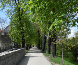 Planty i niedźwiadki w Rawiczu