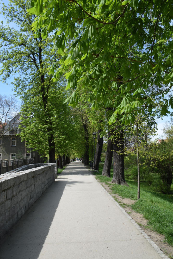 Planty i niedźwiadki w Rawiczu