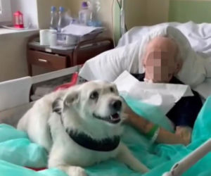 Legnica. Suczka Saba nie widziała właściciela przez 6 miesięcy. Odwiedziła go w szpitalu [ZDJĘCIA].