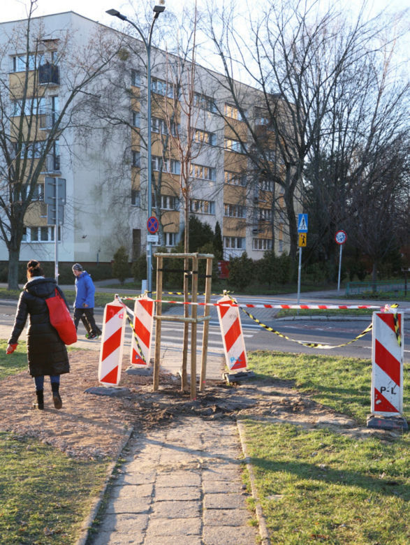 Posadzili drzewo na środku chodnika