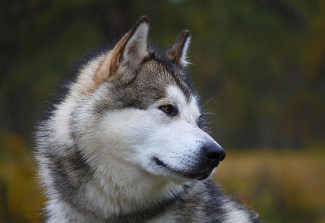 Alaskan malamute