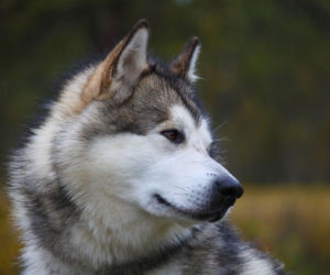 Alaskan malamute