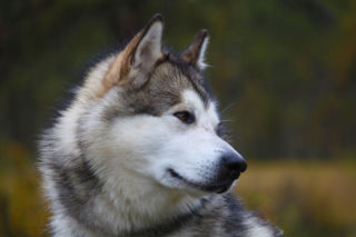 Alaskan malamute