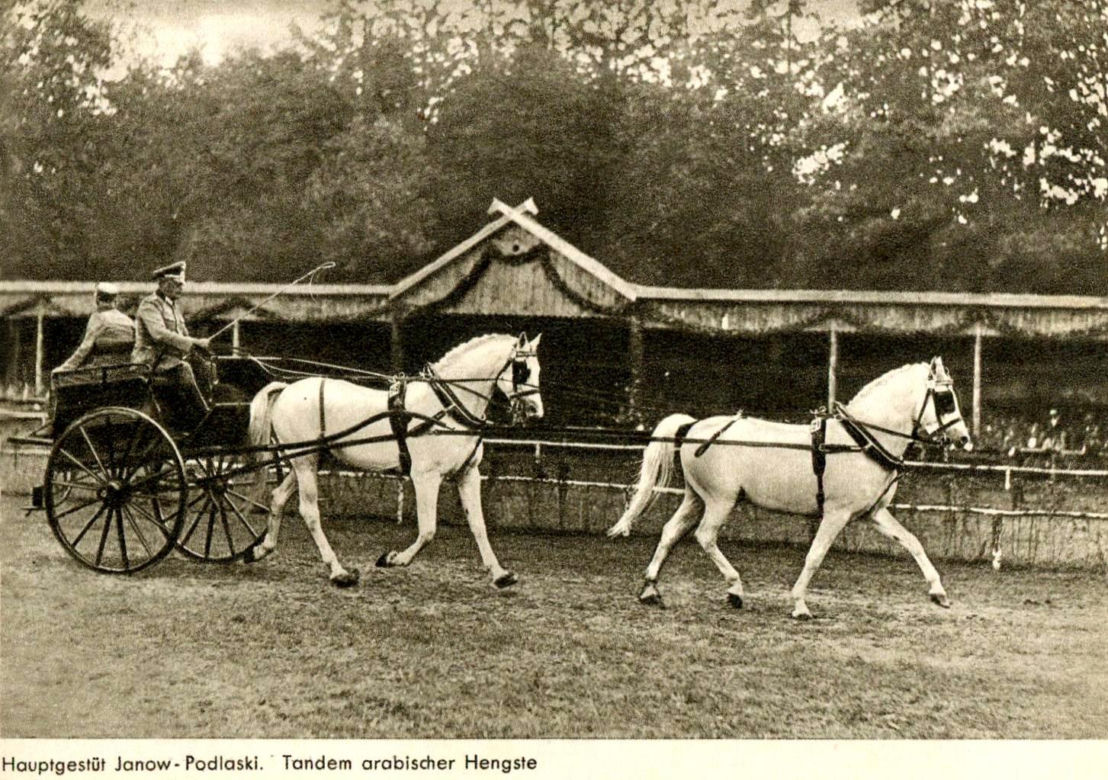 Stadnina koni w Janowie Podlaskim na starych zdjęciach