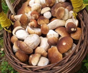 Król starachowickich lasów Samotny Wilk