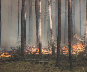 Wielki pożar pod Warszawą. Strażacy walczą z żywiołem