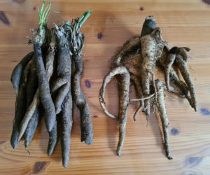 Wężymord to jedno z najbardziej niedocenianych warzyw w polskiej kuchni. Jest bogate w inulinę oraz cenne minerały