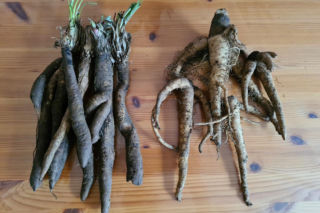 Wężymord to jedno z najbardziej niedocenianych warzyw w polskiej kuchni. Jest bogate w inulinę oraz cenne minerały