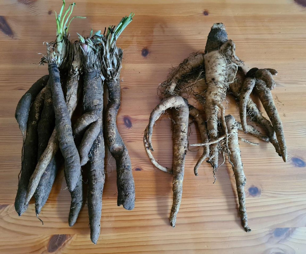 Wężymord to jedno z najbardziej niedocenianych warzyw w polskiej kuchni. Jest bogate w inulinę oraz cenne minerały