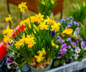 Wiosenne porządki w ogrodzie