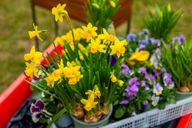 Wiosenne porządki w ogrodzie