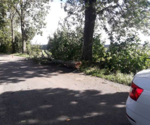 Tragiczne skutki wichury na Warmii. Drzewo spadło na auto. KIEROWCA ZGINĄŁ NA MIEJSCU