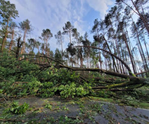 Potężna nawałnica przeszła przez Bory Tucholskie. Powalone drzewa, zablokowane drogi