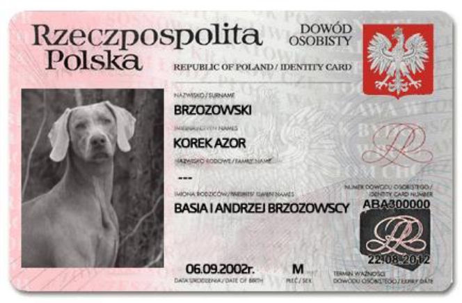 Na Wspólnej, pies Korek, dowód osobisty