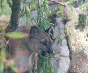 Trzymał w domu pumę. Został skazany