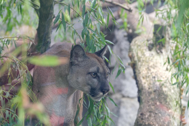 Trzymał w domu pumę. Został skazany