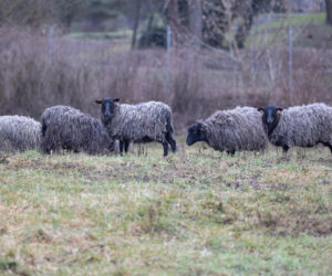 Nie lekarz, nie tabletki – owce! Niezwykła terapia spod Poznania