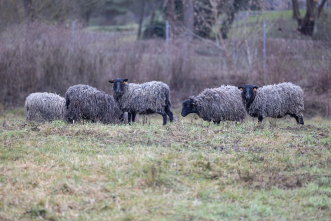 Nie lekarz, nie tabletki – owce! Niezwykła terapia spod Poznania