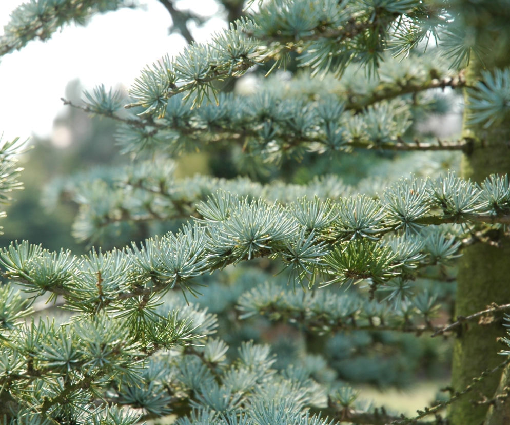 Cedr libański 'Glauca'