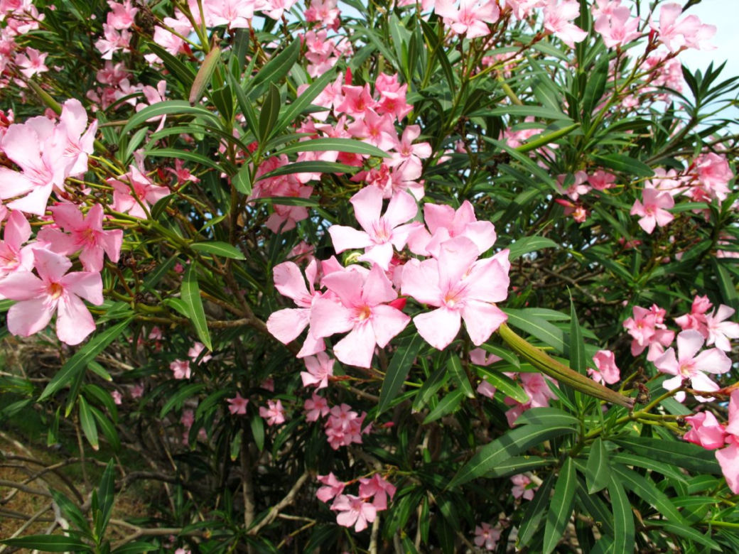 Kwiaty oleandra