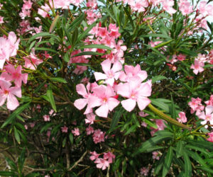 Oleander